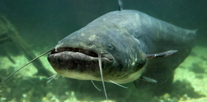 今年前4個月越南鯰魚對加拿大出口額同比增長69.4%