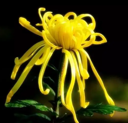 海關(guān)商品歸類