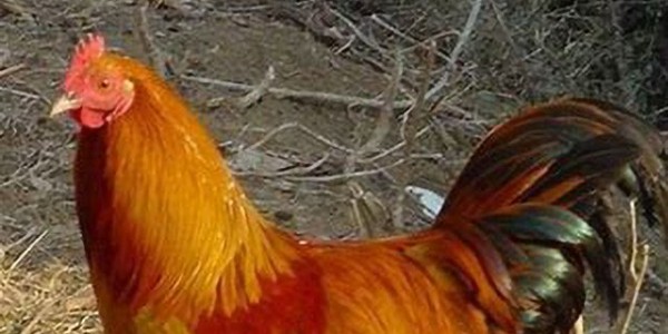 北非兩個重要市場對巴西雞肉需求增加：阿爾及利亞對巴西清真雞肉開放；埃及暫停征收雞肉進口關稅6個月