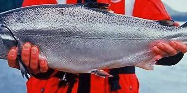 中國與智利簽署冰鮮銀鮭魚輸華協(xié)議