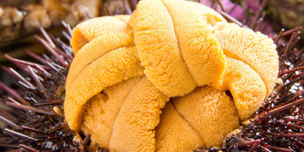 美國、加拿大海膽亞洲銷量飆升！