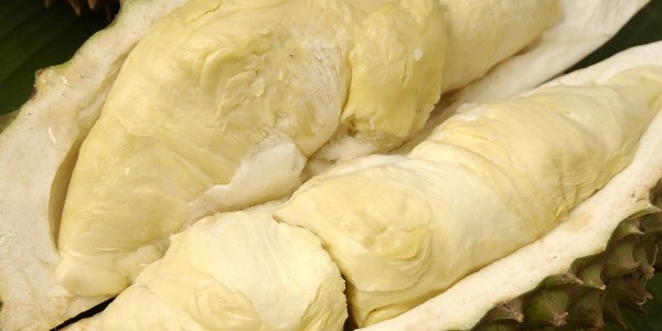 菲律賓、馬來西亞公司合作共建榴蓮農(nóng)場(chǎng)