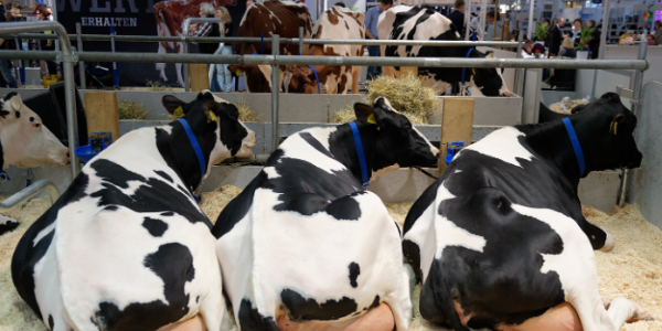 哈薩克斯坦畜牧業(yè)存欄量大幅增長 馬匹增幅最高