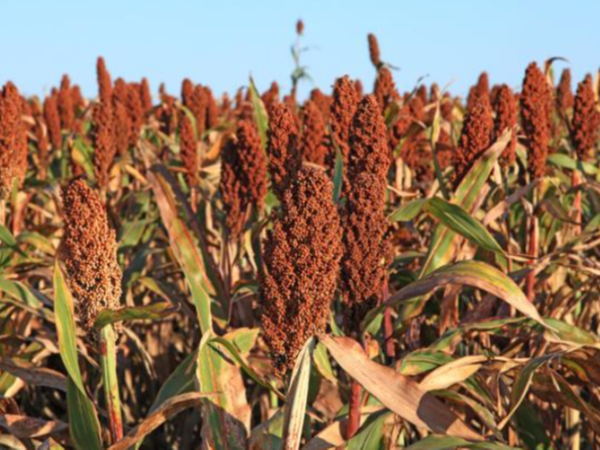 白俄羅斯小麥粉獲批進入中國市場