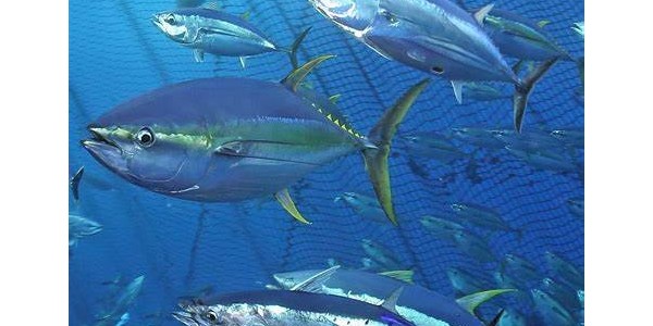 9月越南對(duì)加拿大的金槍魚出口激增44%