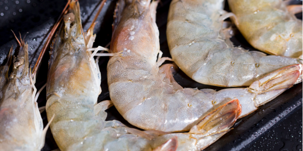 今年9月美國進口蝦數(shù)量70578噸