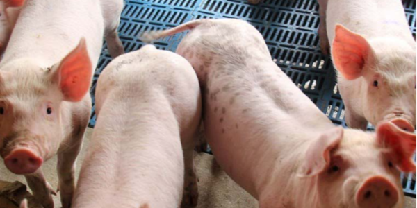 微信截圖_20230420083754