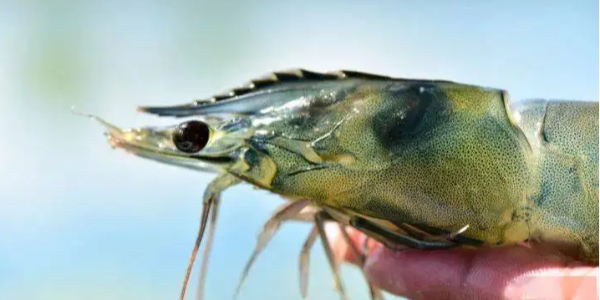 紅蝦和鱈魚的銷量下降導(dǎo)致阿根廷第三季度出口總量下降4%