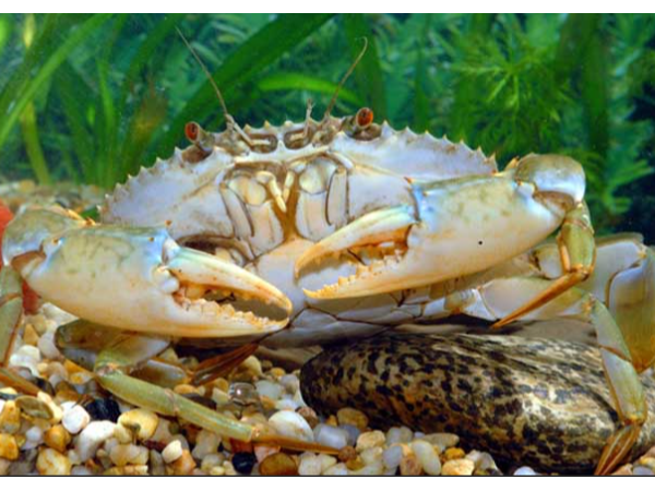 越南與韓國在水產(chǎn)品領(lǐng)域的合作潛力巨大