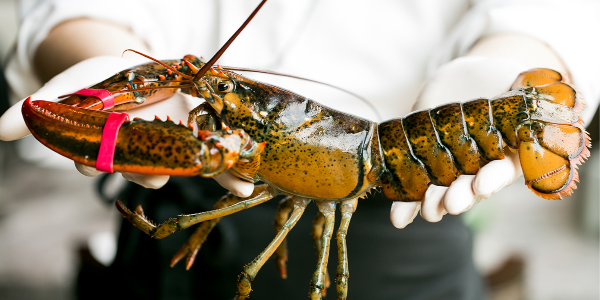 加拿大龍蝦價(jià)格低迷，新不倫瑞克漁民提出抗議