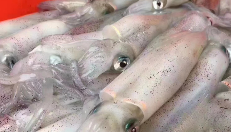 截止5月中旬，阿根廷魷魚漁獲量同比增加7%