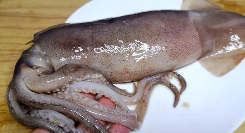 阿根廷魷魚6月17日結(jié)束捕撈！