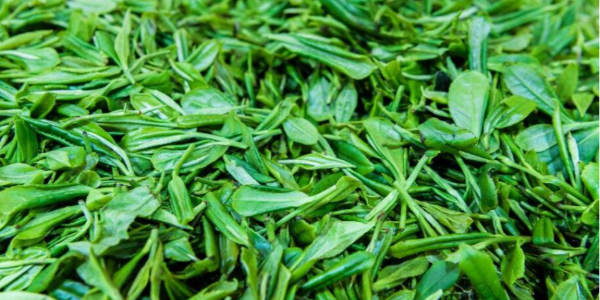 北河縣山雪有機(jī)茶是越南首個對外出口的有機(jī)農(nóng)產(chǎn)品