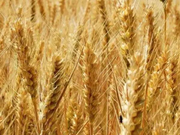 美國農(nóng)業(yè)部將2022/23年度阿根廷小麥產(chǎn)量下調(diào)到1750萬噸