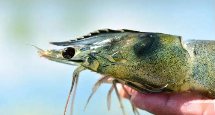 不利市場與天氣條件下，下半年印度蝦產(chǎn)量或大幅縮減