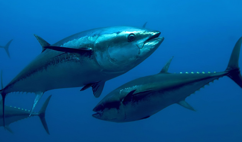 今年上半年智利三文魚對中國出口貿(mào)易漲幅141%