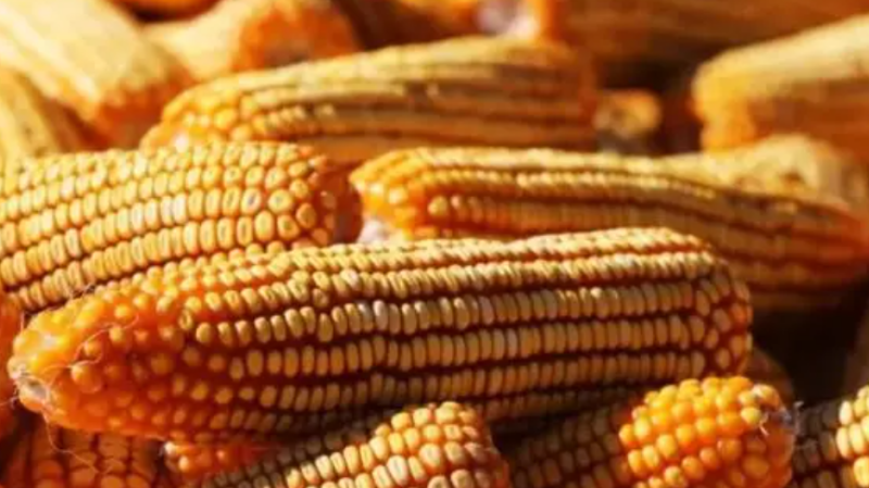 俄羅斯農(nóng)業(yè)部大幅調(diào)高小麥和玉米關(guān)稅