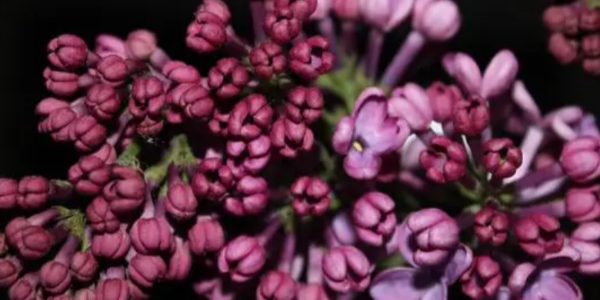 微信截圖_20230303084633