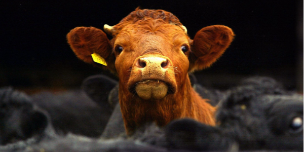 南非禁止運輸牛以遏制口蹄疫的暴發(fā)