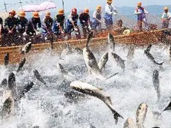 前7個(gè)月越南水產(chǎn)品對(duì)華出口增幅達(dá)71%