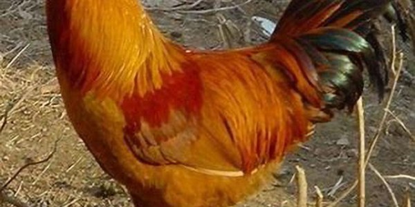 菲律賓參議院準(zhǔn)備調(diào)查雞肉過(guò)度進(jìn)口