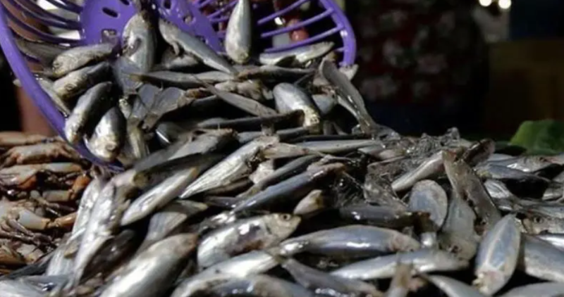 加拿大市場對金槍魚的需求猛增