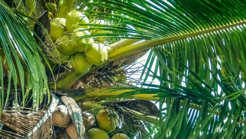 越南檳椥椰子跌到6毛一個，尋求提振對華出口