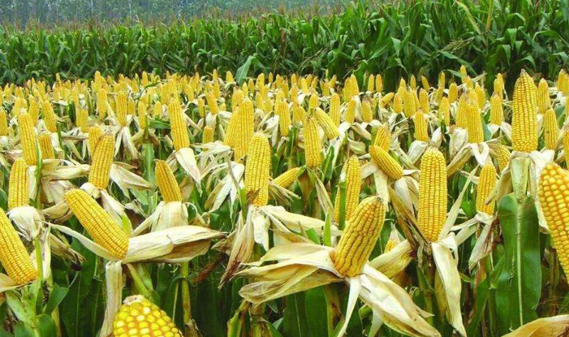 微信截圖_20230131093032