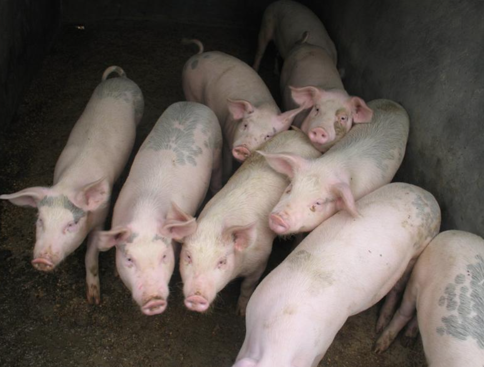 QQ截圖20221224114048