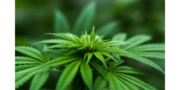 進口報關(guān)|進口種子的通關(guān)之旅